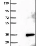 Merck Anti-C9orf135 antibody produced in rabbit