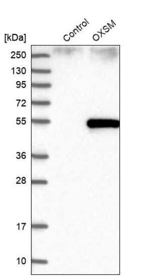 Merck Anti-OXSM antibody produced in rabbit