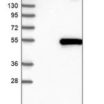 Merck Anti-OXSM antibody produced in rabbit