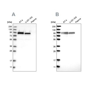 Merck Anti-FAM129B antibody produced in rabbit