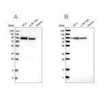 Merck Anti-FAM129B antibody produced in rabbit