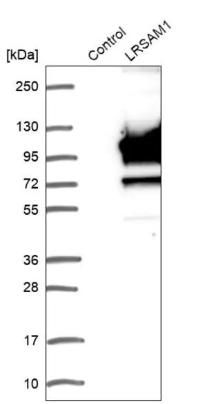 Merck Anti-LRSAM1 antibody produced in rabbit