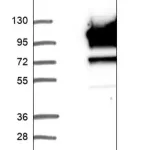 Merck Anti-LRSAM1 antibody produced in rabbit