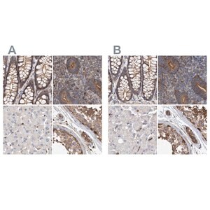 Merck Anti-SPECC1 antibody produced in rabbit