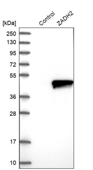 Merck Anti-ZADH2 antibody produced in rabbit