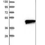 Merck Anti-ZADH2 antibody produced in rabbit