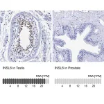 Merck Anti-INSL6 antibody produced in rabbit