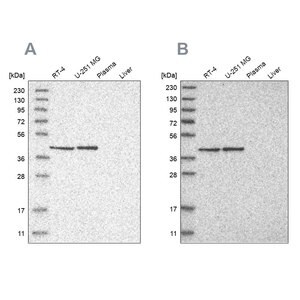 Merck Anti-ERAL1 antibody produced in rabbit