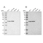 Merck Anti-ERAL1 antibody produced in rabbit