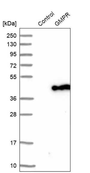 Merck Anti-GMPR antibody produced in rabbit