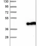 Merck Anti-GMPR antibody produced in rabbit