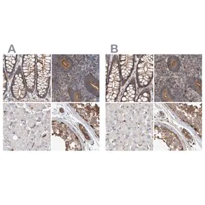 Merck Anti-SPECC1 antibody produced in rabbit