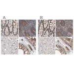 Merck Anti-SPECC1 antibody produced in rabbit