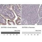 Merck Anti-ENTPD8 antibody produced in rabbit