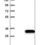 Merck Anti-DUSP19 antibody produced in rabbit
