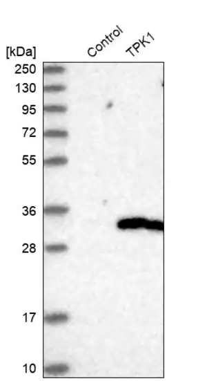 Merck Anti-TPK1 antibody produced in rabbit