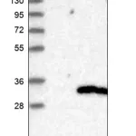 Merck Anti-TPK1 antibody produced in rabbit