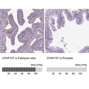 Merck Anti-CFAP157 antibody produced in rabbit