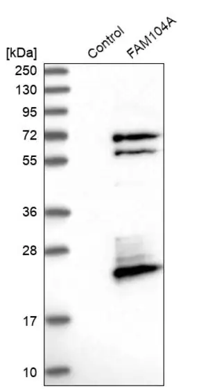 Merck Anti-FAM104A antibody produced in rabbit