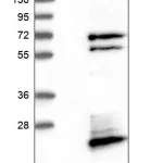 Merck Anti-FAM104A antibody produced in rabbit