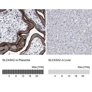 Merck Anti-SLC43A2 antibody produced in rabbit