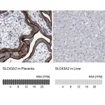 Merck Anti-SLC43A2 antibody produced in rabbit