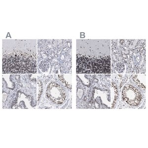 Merck Anti-TPR antibody produced in rabbit