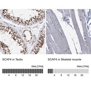 Merck Anti-SCAF4 antibody produced in rabbit