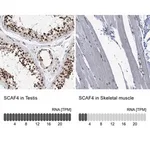 Merck Anti-SCAF4 antibody produced in rabbit