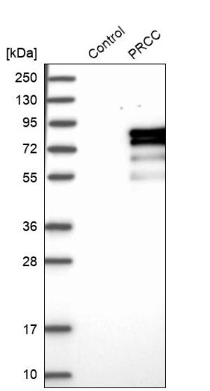 Merck Anti-PRCC antibody produced in rabbit