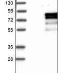 Merck Anti-PRCC antibody produced in rabbit