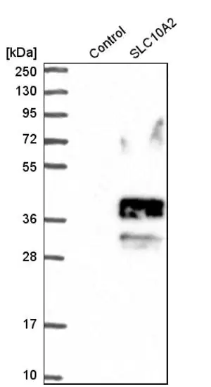 Merck Anti-SLC10A2 antibody produced in rabbit