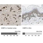 Merck Anti-G3BP2 antibody produced in rabbit