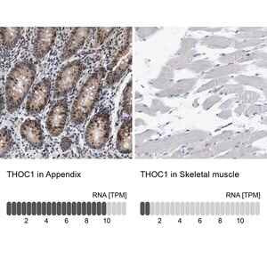 Merck Anti-THOC1 antibody produced in rabbit