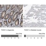 Merck Anti-THOC1 antibody produced in rabbit