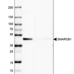 Merck Anti-SMARCB1 antibody produced in rabbit