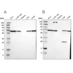 Merck Anti-LTA4H antibody produced in rabbit