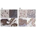 Merck Anti-KTN1 antibody produced in rabbit