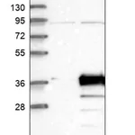 Merck Anti-PDCL3 antibody produced in rabbit