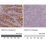 Merck Anti-ANXA13 antibody produced in rabbit