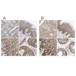 Merck Anti-GCN1 antibody produced in rabbit