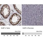 Merck Anti-SLBP antibody produced in rabbit