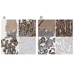Merck Anti-PICALM antibody produced in rabbit