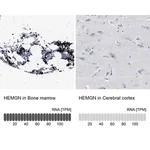 Merck Anti-HEMGN antibody produced in rabbit