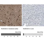 Merck Anti-NUDCD3 antibody produced in rabbit