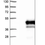 Merck Anti-PDCL antibody produced in rabbit