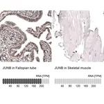 Merck Anti-JUNB antibody produced in rabbit