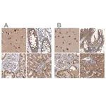 Merck Anti-SCO1 antibody produced in rabbit