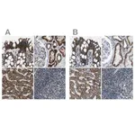 Merck Anti-MDH2 antibody produced in rabbit