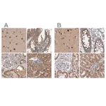Merck Anti-SCO1 antibody produced in rabbit